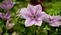 Waldrebe 'Nelly Moser'