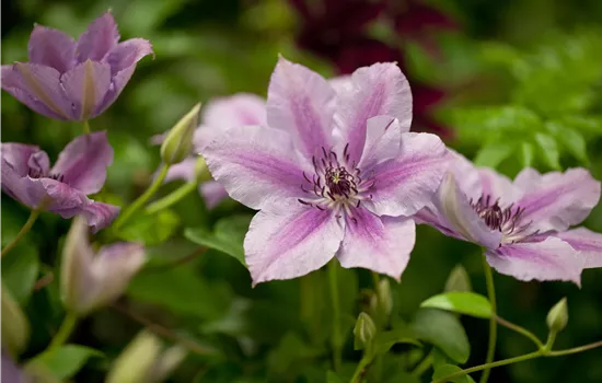 Clematis hybrid 'Nelly Moser' 