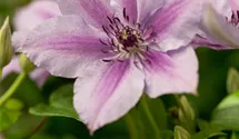 Waldrebe 'Nelly Moser'