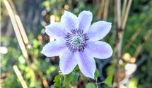 Waldrebe 'Nelly Moser'