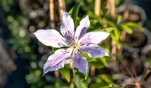 Waldrebe 'Nelly Moser'