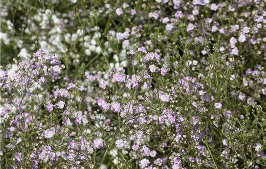 Gypsophila paniculata 'Flamingo'