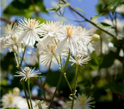 Clematis 'Paul Farges' 