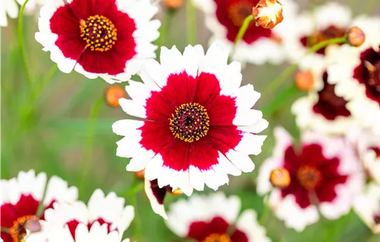 Coreopsis 'Chorasan Burgundy and White'