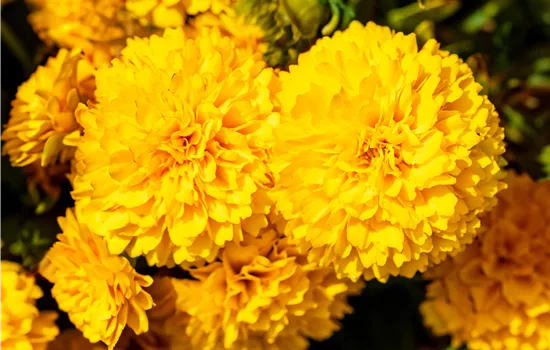 Coreopsis 'Golden Sphere'
