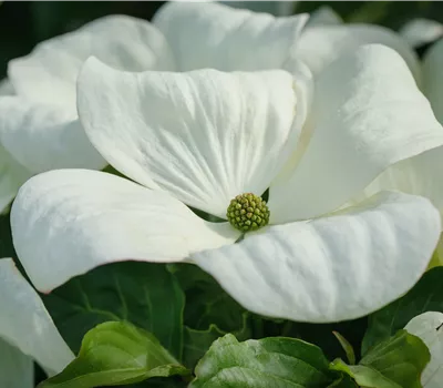Cornus 'Ascona' Cornus 'Ascona'