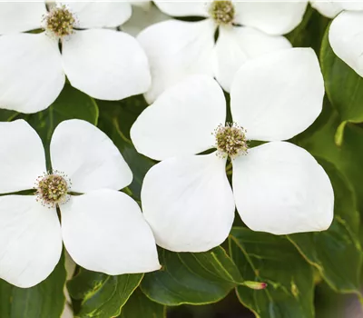 Cornus kousa 'Weisse Fontaine'