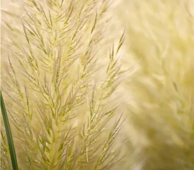 Cortaderia selloana 'Evita' Cortaderia selloana 'Evita'