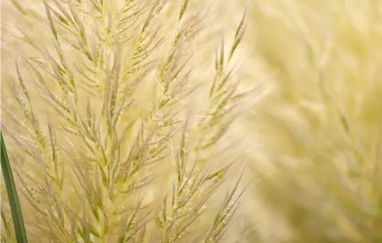 Cortaderia selloana 'Evita' Cortaderia selloana 'Evita'