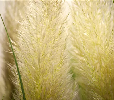 Cortaderia selloana 'Blanc' Cortaderia selloana 'Blanc'