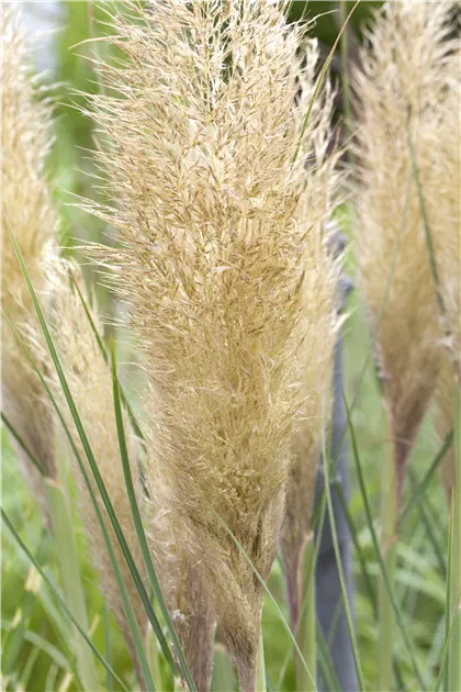 Cortaderia selloana 'Weiss'