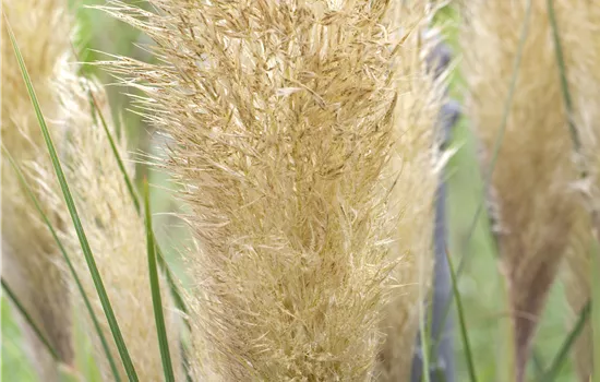 Cortaderia selloana 'Pumila' Cortaderia selloana 'Pumila'