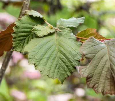 Corylus maxima 'Purpurea' Corylus maxima 'Purpurea'
