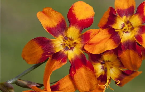 Crocosmia crocosmiiflora 'E. Mc Kenzie'