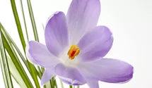 Safran-Krokus