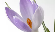 Safran-Krokus