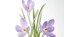 Safran-Krokus