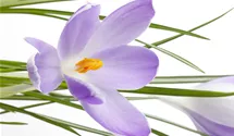 Safran-Krokus