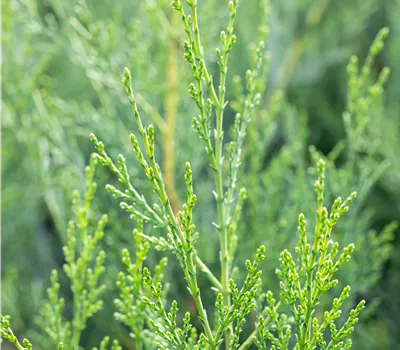 Cupressocyparis leylandii '2001' Cupressocyparis leylandii '2001'