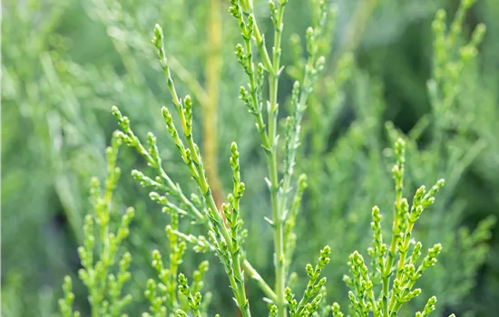 Cupressocyparis leylandii '2001' Cupressocyparis leylandii '2001'