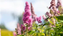 -2m/Blüte rosa/fleur rose/6-8