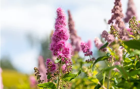 Spiraea Billardii 'Triumphans' 