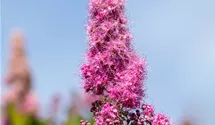 -2m/Blüte rosa/fleur rose/6-8