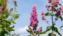 -2m/Blüte rosa/fleur rose/6-8