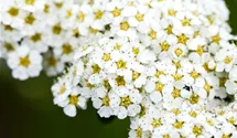 Spirée blanche