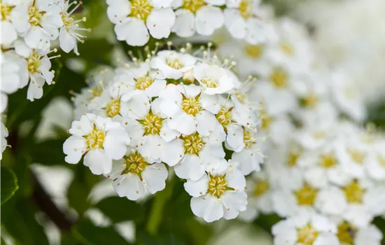 Spiraea arguta Spiraea arguta