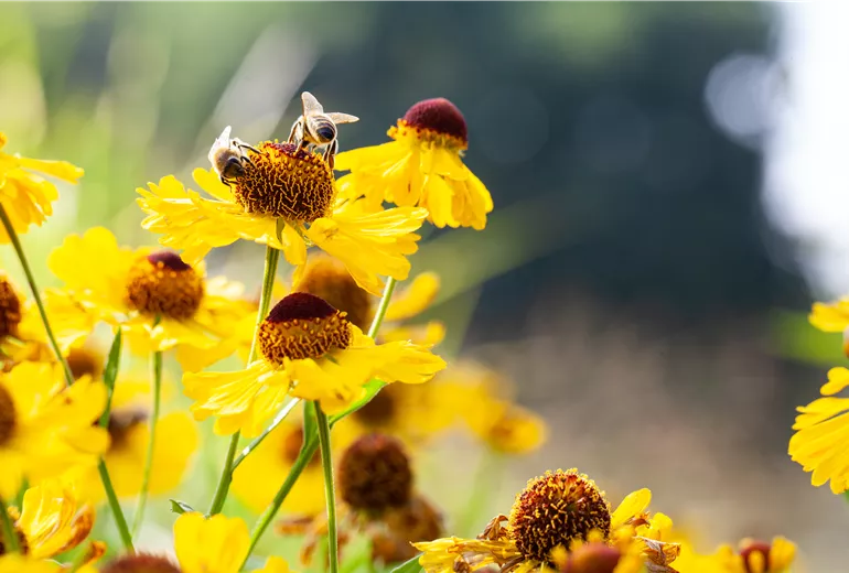 Helenium, gelb Helenium, gelb