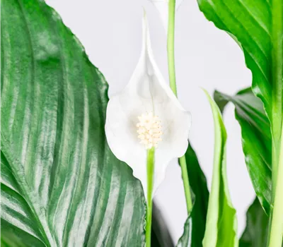 Spathiphyllum Sweet Chico Spathiphyllum Sweet Chico