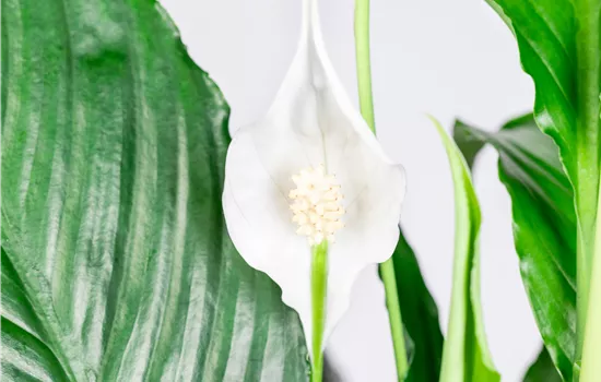 Spathiphyllum Sweet Chico Spathiphyllum Sweet Chico