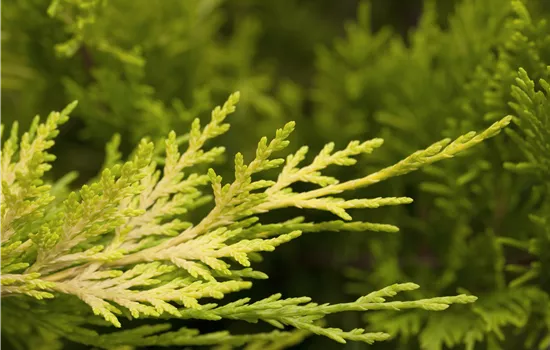 Cupressocyparis leylandii 'Gold Rider' Cupressocyparis leylandii 'Gold Rider'