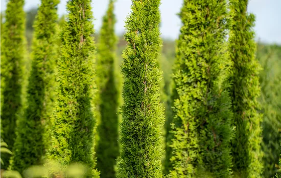 Cupressus sempervirens 'Stricta'
