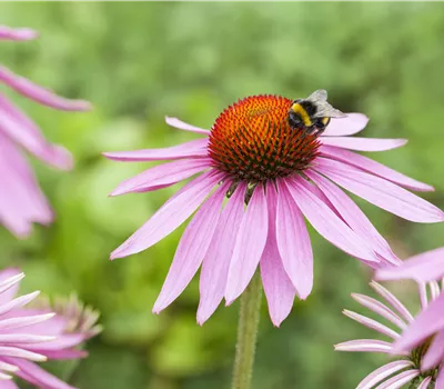 Echinacea purpurea 'Magnus' Echinacea purpurea 'Magnus'