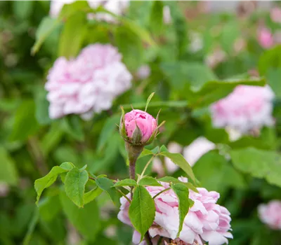 Damascena 'Jacques Cartier' ® Damascena 'Jacques Cartier' ®
