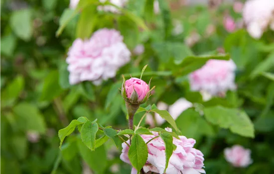 Damascena 'Jacques Cartier' ®