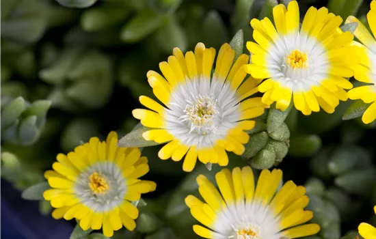 Delosperma 'Jewel of Desert Peridot'