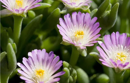 Delosperma 'Jewel of Desert Rosequartz'