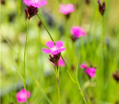 Dianthus carthusianorum