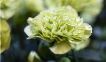 Topfnelke Flow® 'Apella Beach'