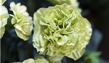 Topfnelke Flow® 'Apella Beach'