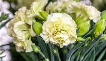 Topfnelke Flow® 'Apella Beach'