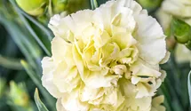 Topfnelke Flow® 'Apella Beach'