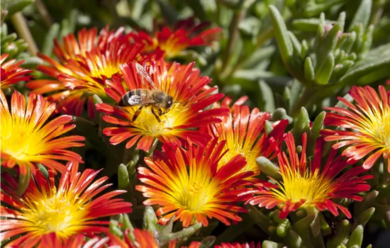 Delosperma Wheels of Wonder 'Fire Wonder' Delosperma Wheels of Wonder 'Fire Wonder'