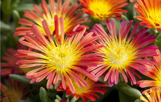 Delosperma Wheels of Wonder 'Fire Wonder'