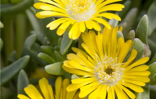 Delosperma Wheels of Wonder 'Golden Wonder' Delosperma Wheels of Wonder 'Golden Wonder'