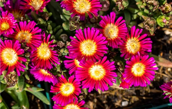 Delosperma Wheels of Wonder 'Hot Pink Wonder' Delosperma Wheels of Wonder 'Hot Pink Wonder'