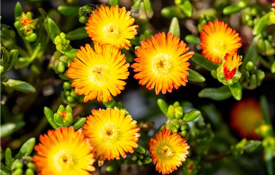 Delosperma Wheels of Wonder 'Orange Wonder' Delosperma Wheels of Wonder 'Orange Wonder'